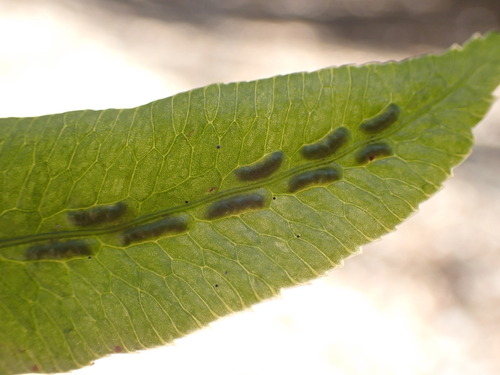 Image of Woodwardia orientalis by no rights reserved