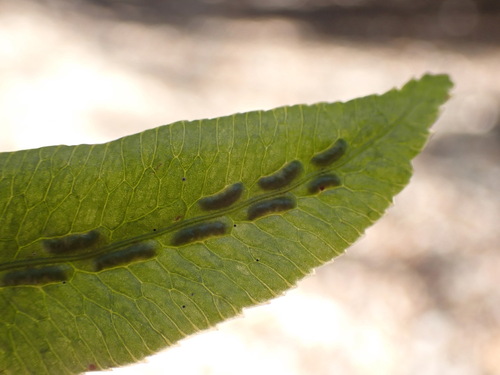 Image of Woodwardia orientalis by no rights reserved