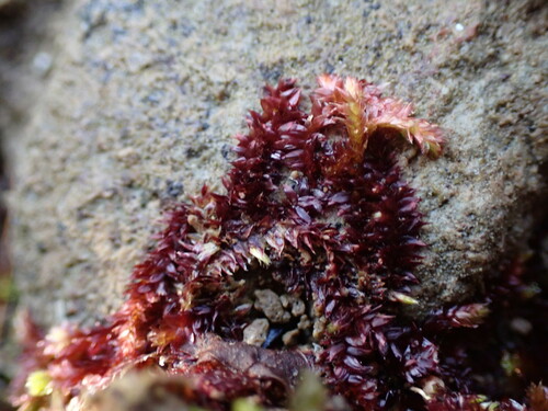 Pseudotaxiphyllum pohliaecarpum