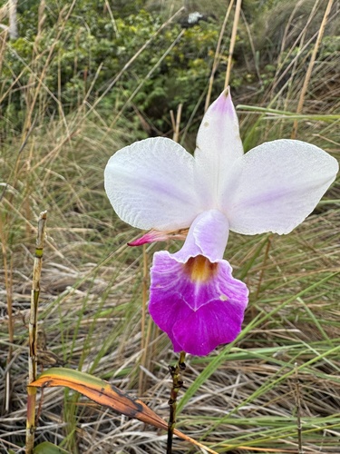 Foto de Orquídea-bambu