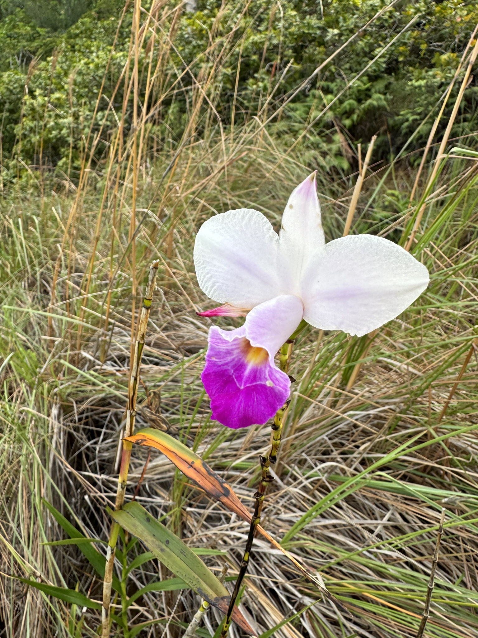 Imagem de Orquídea-bambu