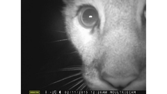 Puma concolor couguar