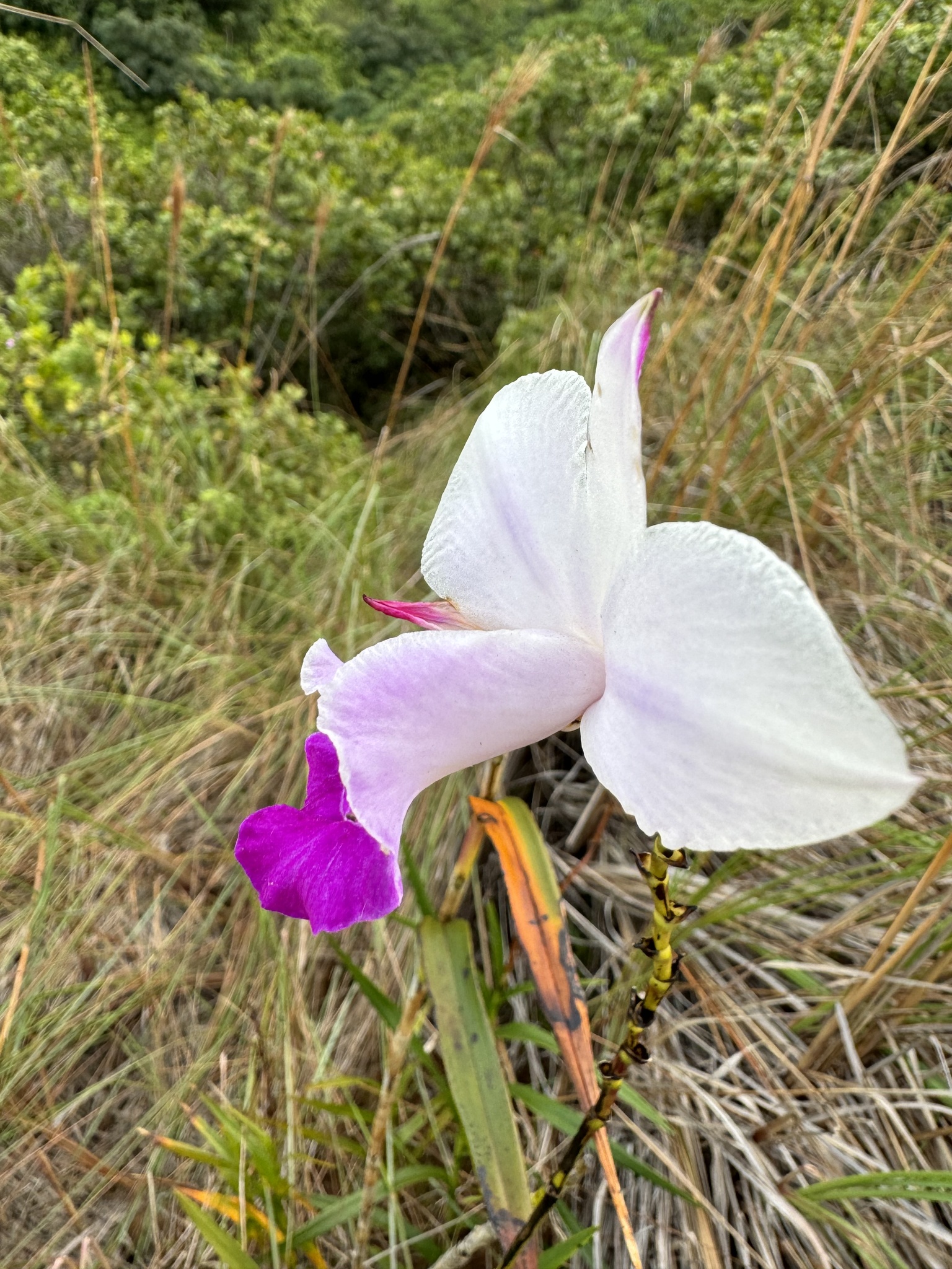 Imagem de Orquídea-bambu