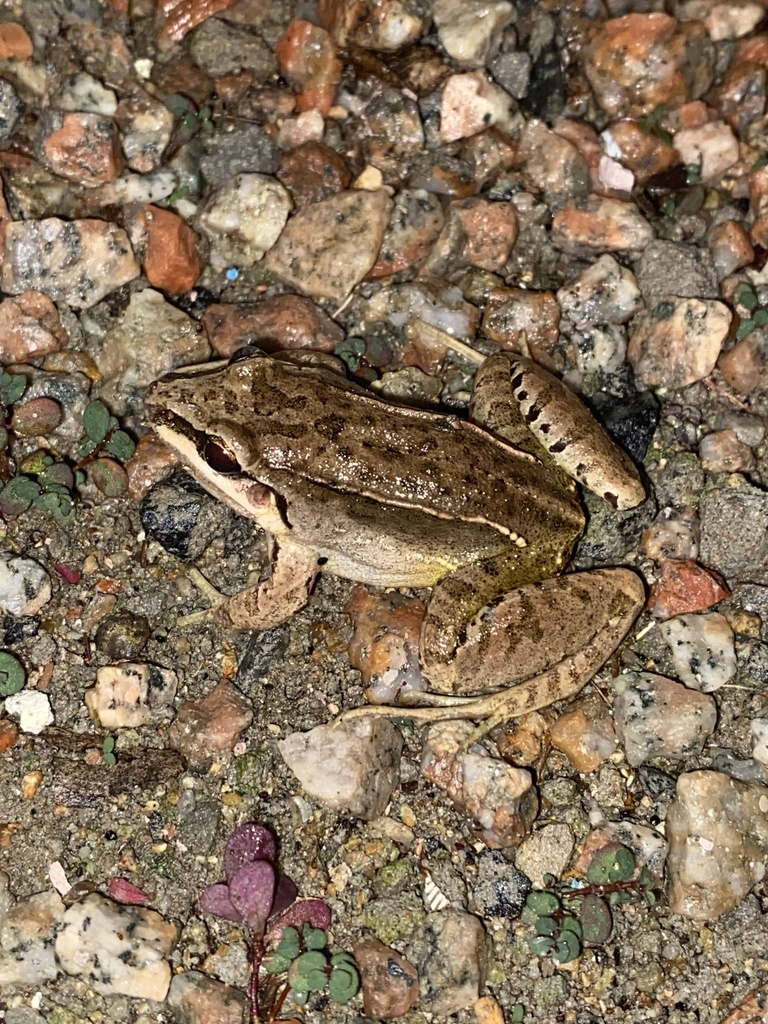 Iporanga White-lipped Frog