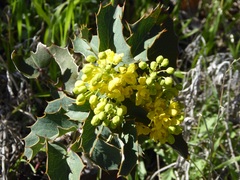 Berberis dictyota