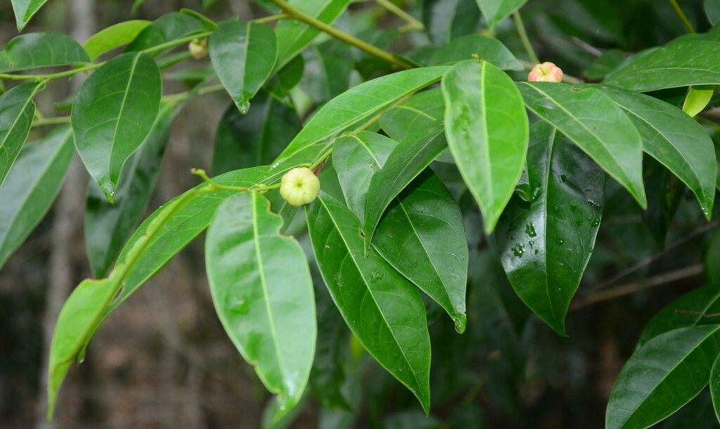 Cheese Tree in November 2023 by Matilda · iNaturalist