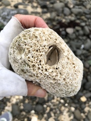 Choristodon robustus