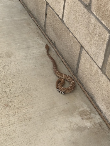 iNaturalist observation photo of Red Diamond Rattlesnake
