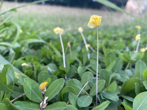 Foto de Amendoim-forrageiro