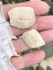 Choristodon robustus