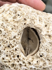 Choristodon robustus