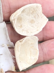 Choristodon robustus