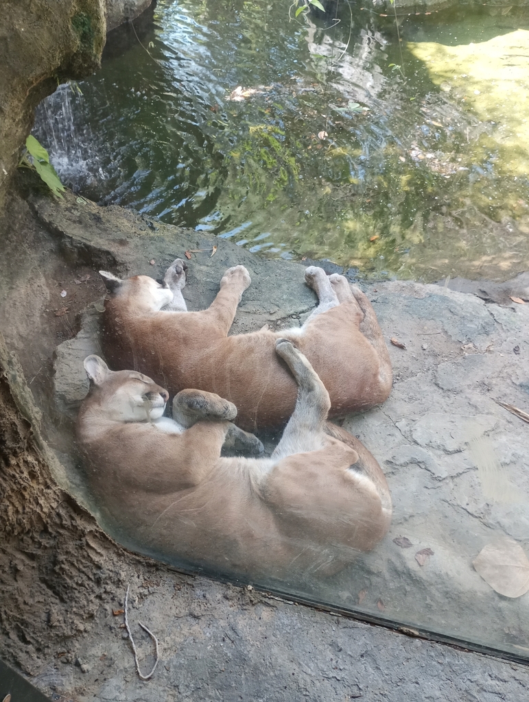 Mountain Lion In January 2024 By John Jaime Acevedo Rold N INaturalist   Large 