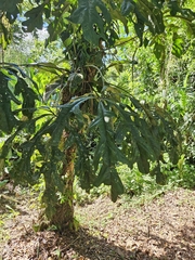 Anthurium clavigerum image