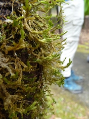 Forsstroemia trichomitria