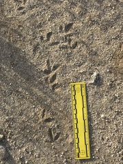 Callipepla californica