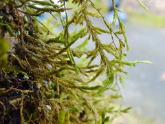 Forsstroemia trichomitria