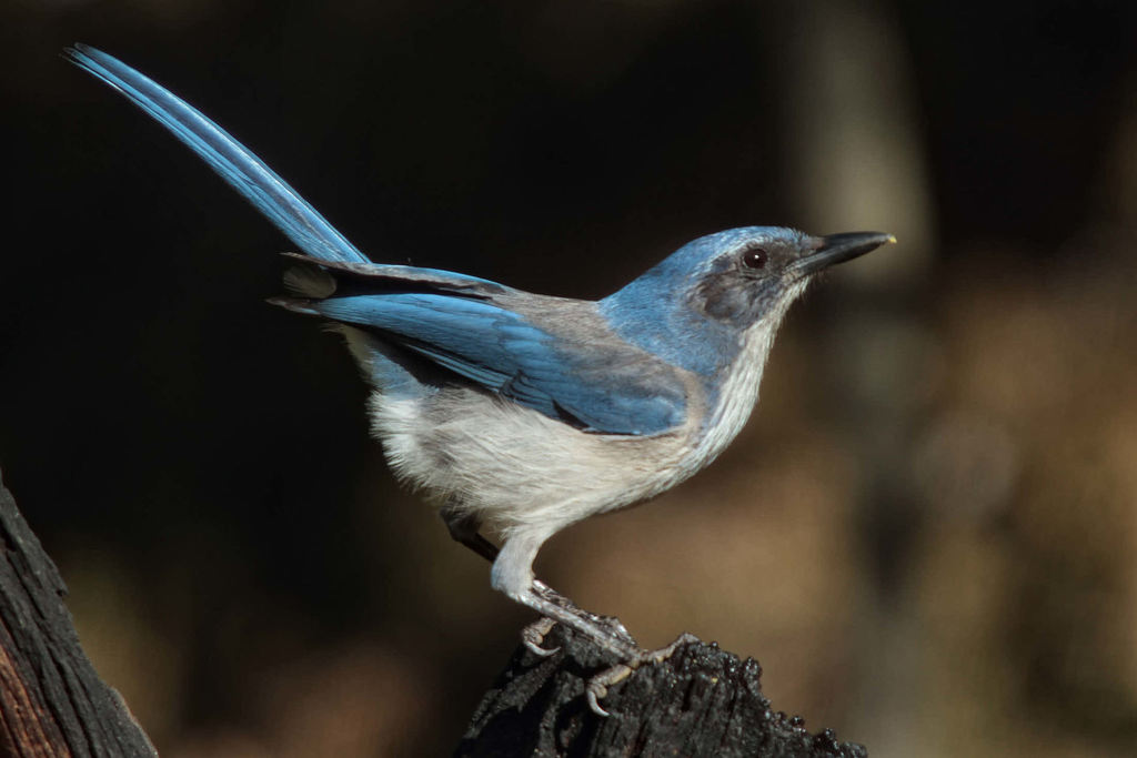 Woodhouse's Scrub-Jay photo