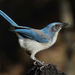 Woodhouse's Scrub-Jay - Photo (c) Eric Isley, some rights reserved (CC BY-NC), uploaded by Eric Isley