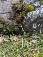 Lomatium linearifolium