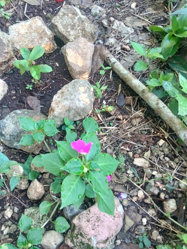 Foto de Maria-sem-vergonha