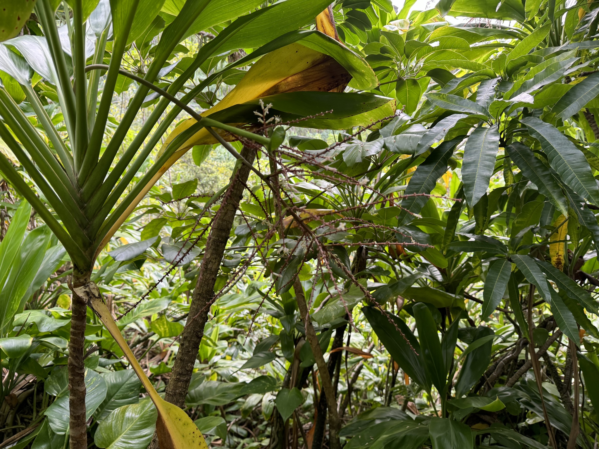 Imagem de Dracena