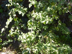 Berberis dictyota