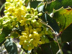 Berberis dictyota