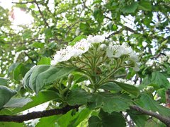 Crataegus maximowiczii