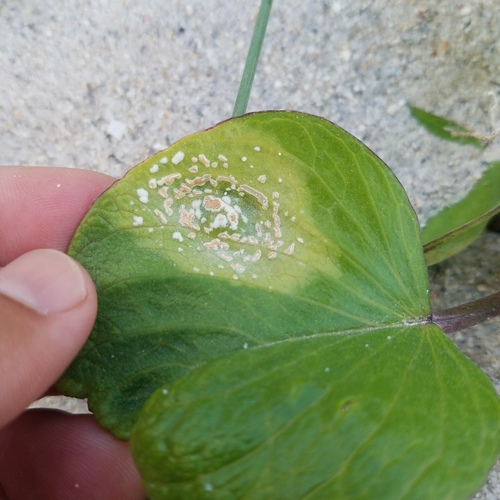 Albugo ipomoeae-pes-caprae observed 2024-01-05
