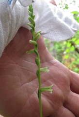 Spiranthes sylvatica