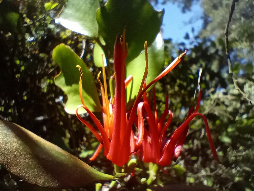 Scarlet Mistletoe In January 2024 By John Barkla Hemiparasitic On   Large 