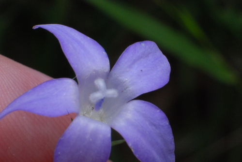 Image of Wahlenbergia capillaris by (c) J. Sayers, some rights reserved (CC BY)