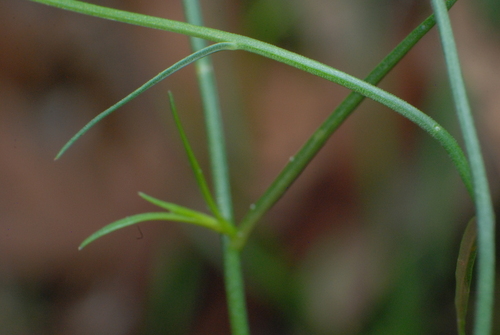 Image of Wahlenbergia capillaris by (c) J. Sayers, some rights reserved (CC BY)