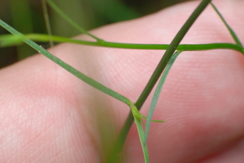 Image of Wahlenbergia capillaris by (c) J. Sayers, some rights reserved (CC BY)