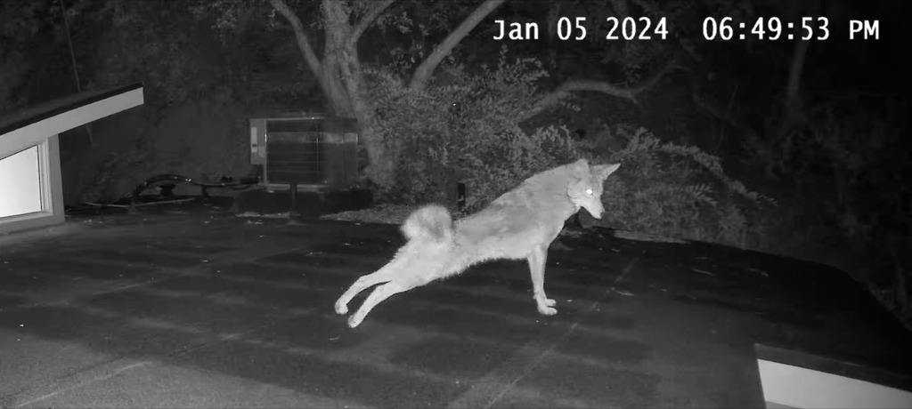 Coyote In January 2024 By Ark Rooftop Yotes INaturalist   Large 