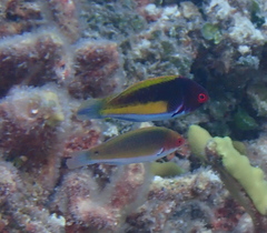 Yellowband Wrasse photo 5