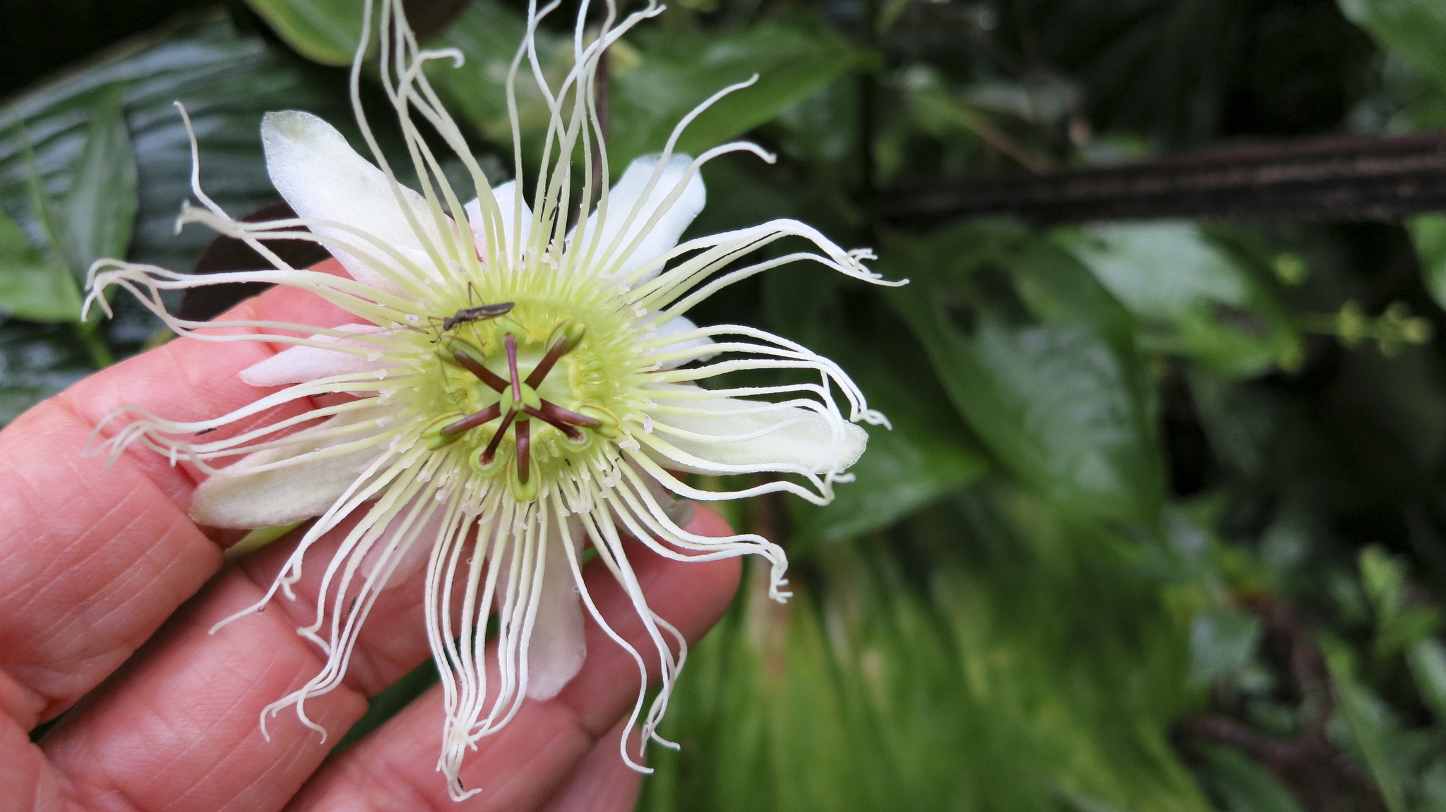 Passiflora telesiphe image