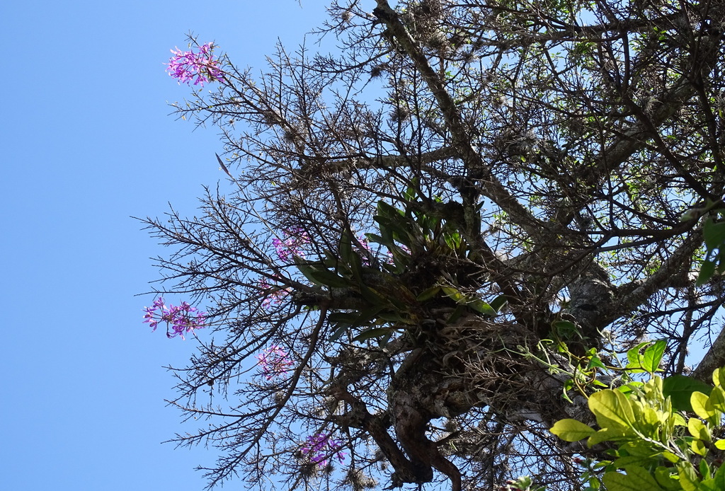 Laelia superbiens; photograph (c) Alexis López Hernández, some rights reserved (CC BY)
