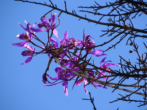 Laelia superbiens, photograph 4