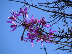 (c) Alexis López Hernández, some rights reserved (CC BY) Laelia superbiens, photograph (c) Alexis López Hernández, some rights reserved (CC BY)