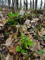 Tiarella austrina