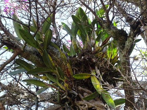 Laelia superbiens, photograph 3
