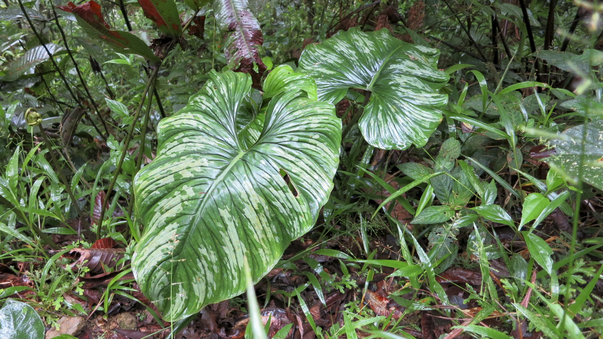 Philodendron mamei image