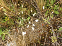 Alpine Bluebell (Wahlenbergia pygmaea)