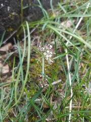 Lomatium linearifolium