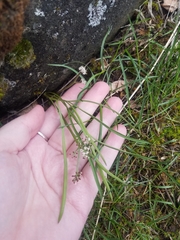 Lomatium linearifolium