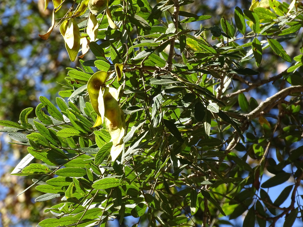 Lonchocarpus rugosus; photograph (c) Alexis López Hernández, some rights reserved (CC BY)