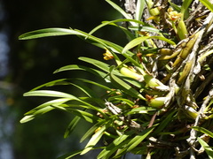 Maxillaria variabilis, photograph (c) Alexis López Hernández, some rights reserved (CC BY)