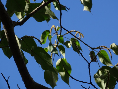 Image of Croton draco by (c) Alexis López Hernández, some rights reserved (CC BY)